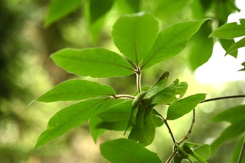 実,種子,メグスリノキ,めぐすりのき