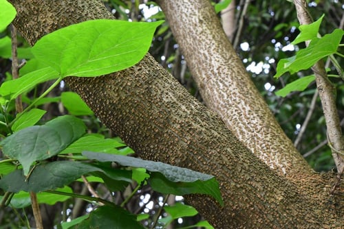 臭い木,何,臭桐の意味