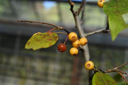 筑紫海棠の木,はなかいどう
