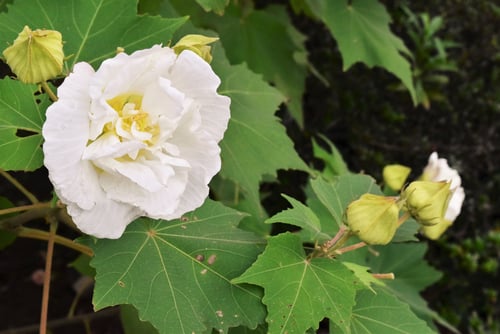 酔芙蓉,花色が変わる,スイフヨウ,すいふよう