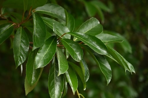 leaf of sweet viburnum
