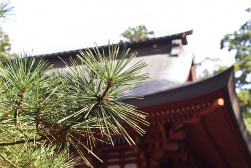 くろまつ,葉っぱ,黒松