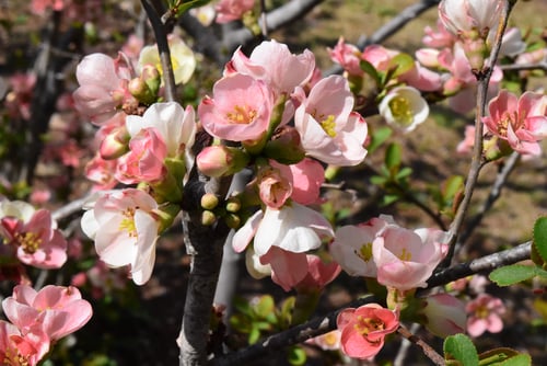 庭木,ぼけ,ボケ,植物,木瓜