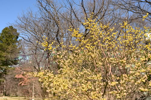 ろうばい,開花時期,ロウバイ