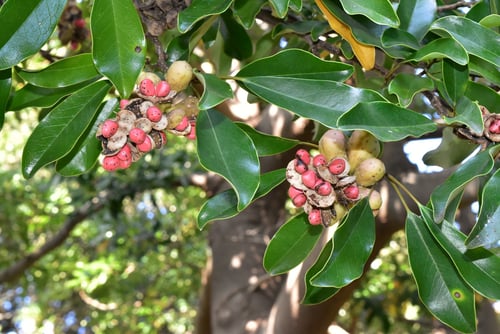 Japanese Banana bush