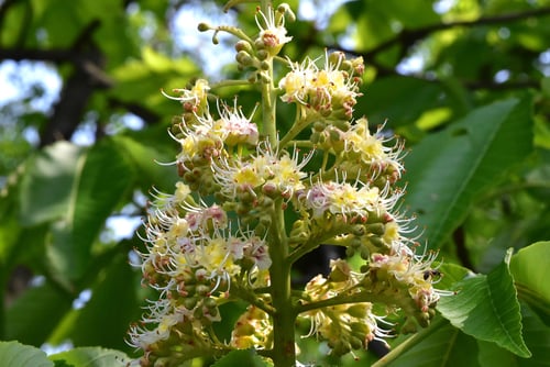 トチの花,とちのき,トチノキ