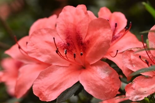 おしべとめしべ,さつき,サツキツツジ