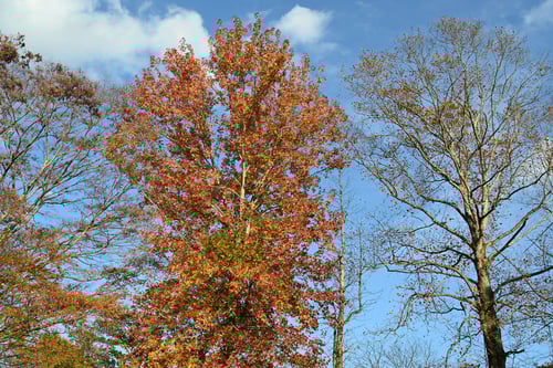 チューリップツリー,紅葉,黄葉,ゆりのき