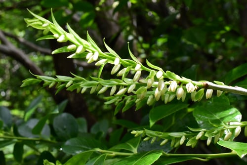 サシブの花,しゃしゃんぼ,庭木図鑑,シャシャンボ