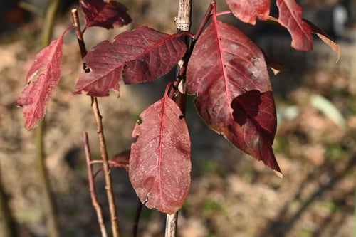 すももの木,植物
