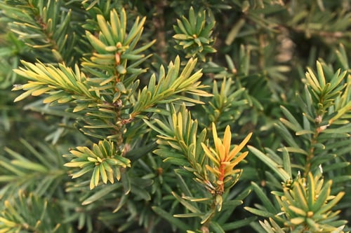 イチイ,いちい,樹木　種類