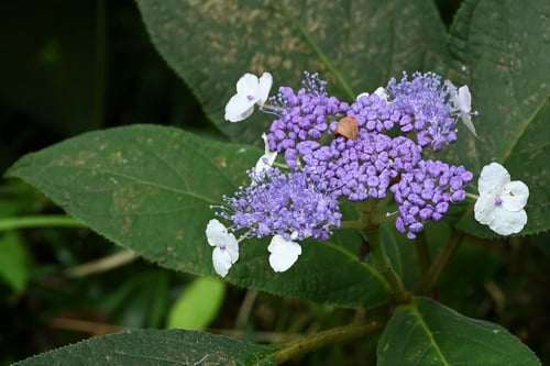 ８月に咲く紫の花,木