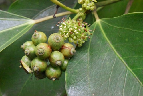 カクレミノ,みつでがしわ,かくれみの