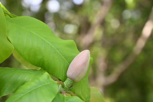 朴ノ木,蕾,ツボミ,つぼみ,ホオノキ