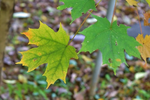 Sugar maple,leaf,picture