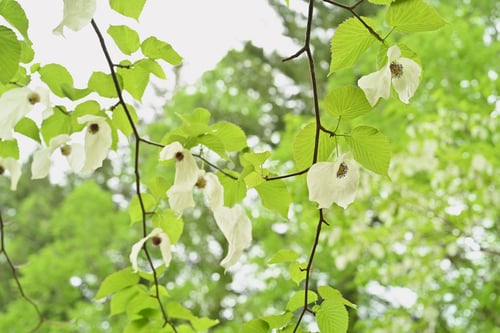 ハンカチノキ,はんかちのき