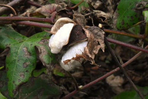 綿の花,コットンの果実