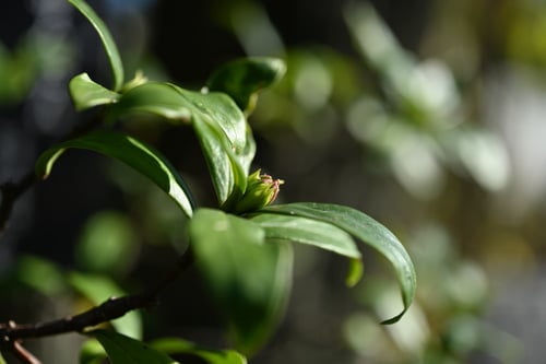 沈丁花,じんちょうげの木,ちんちょうげ,ジンチョウゲ