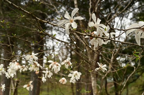 キタコブシの木の開花時期はいつですか
