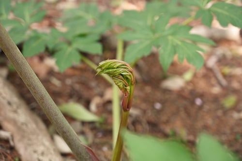 あしたば,特徴,アシタバ,明日葉