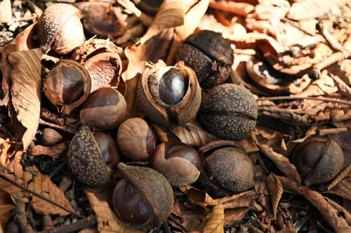 トチノミ,栃の実,とちのきの果実,トチノキ