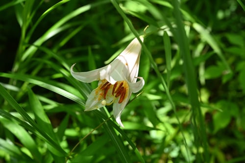 ささゆり,ササユリ