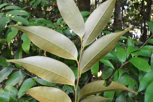 すだじい,樹木,スダジイ