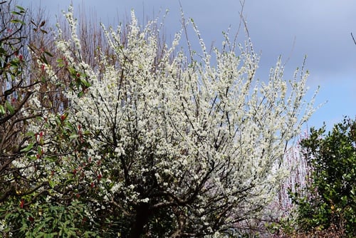 スモモ,実,ならない