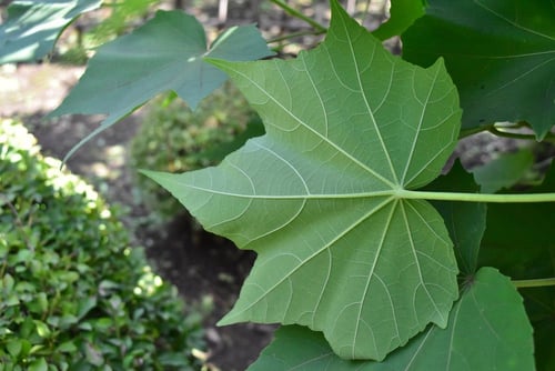 フヨウ,木,芙蓉,葉っぱ
