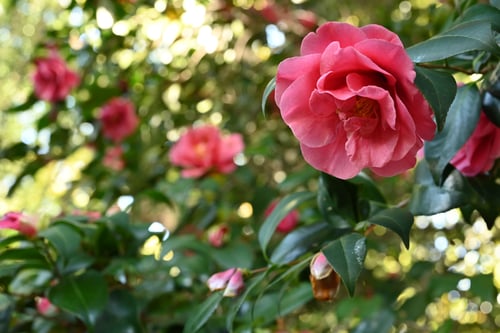 ヤブツバキ,やぶつばき