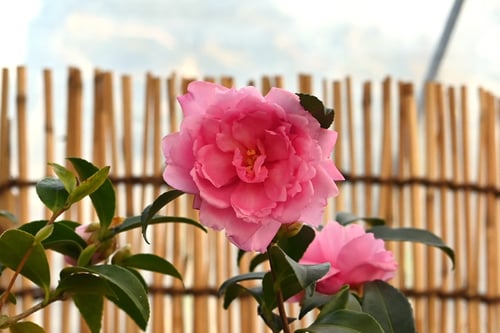 寒椿図鑑,かんつばき