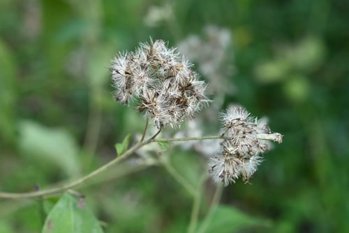 綿毛,ひよどりばな,鵯花,特徴