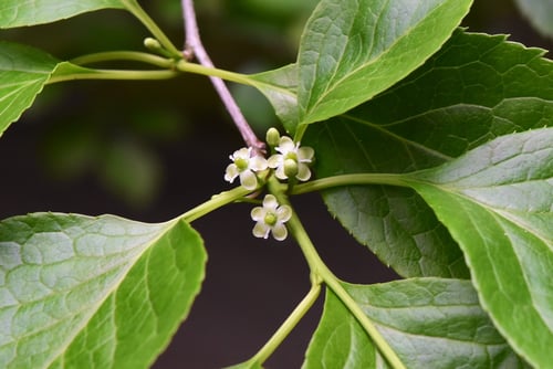 あおはだ,雄花,雌花