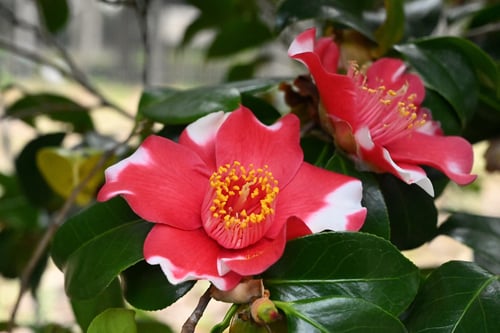 ヤブツバキ,やぶつばき