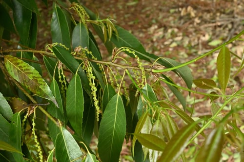 白樫の木,シラカシ,しらかし