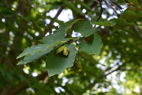 犬ぶな,どんぐり,イヌブナ