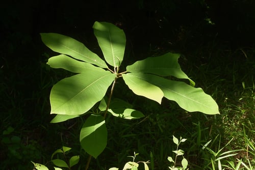 朴ノ木の実生,ほうのき