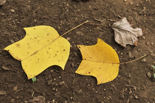 ユリノキ,ゆりのき,紅葉,百合の木