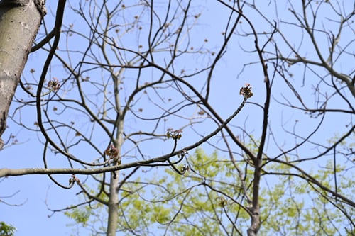 アオギリ,あおぎり,樹木,青桐