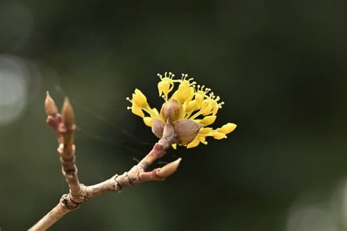 さんしゅゆの花,黄色い,サンシュユ