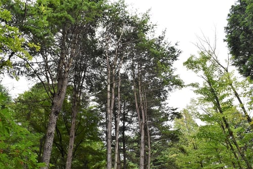 五葉松,樹形,ゴヨウマツ