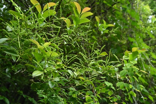 しゃしゃん坊,植物,シャシャンボ