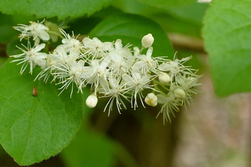 開花時期,さわふたぎ