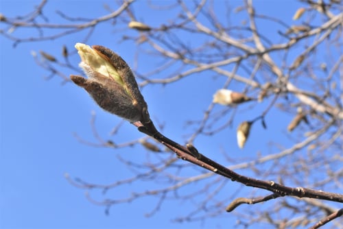 花,コブシの蕾,こぶし