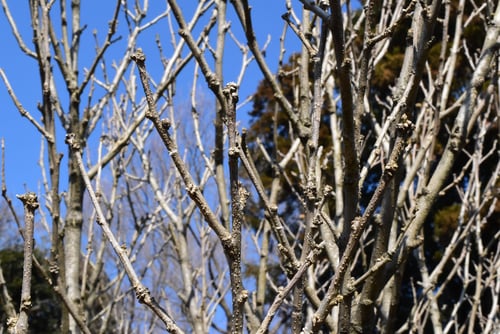 Rose of sharon,むくげ,ムクゲ,木槿