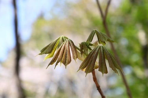 とちのき,植物,トチノキ