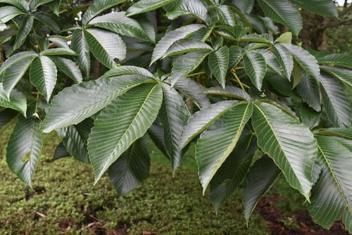 栃ノ木の葉っぱ,トチノキ,とちのき