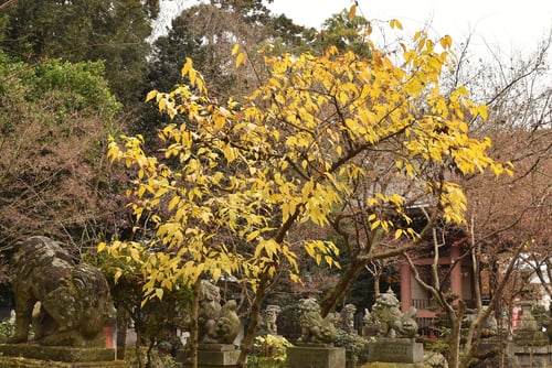 狼狽,樹木,ロウバイ,ろうばい