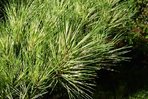 黒松,くろまつ,品種,クロマツ