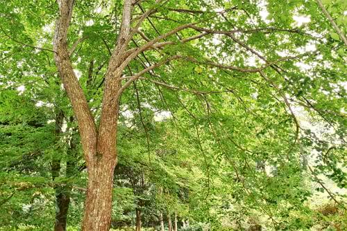 シナノキ,らいむつりー,シナ,しなのき